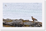 merikotka White-tailed Eagle  6100 * 1024 x 646 * (405KB)